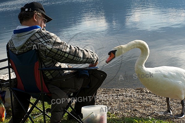 The fisherman and the swan