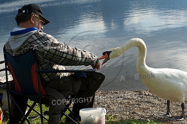 The fisherman and the swan