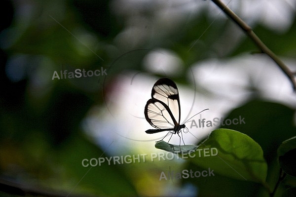 The Glasswinged butterfly,  Mainau in Lake Constance, Germany