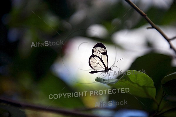 The Glasswinged butterfly,  Mainau in Lake Constance, Germany