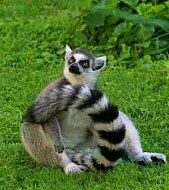 The lemur is sitting in the grass.