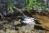 The Mallard, Wild Duck