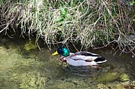 The Mallard, Wild Duck