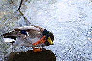 The Mallard, Wild Duck