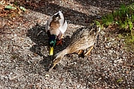 The Mallard, Wild Duck