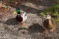 The Mallard, Wild Duck