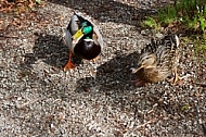 The Mallard, Wild Duck