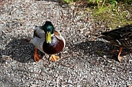 The Mallard, Wild Duck