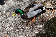 The Mallard, Wild Duck