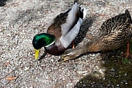 The Mallard, Wild Duck