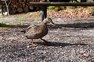 The Mallard, Wild Duck