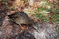 The Mallard, Wild Duck