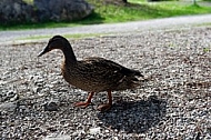 The Mallard, Wild Duck