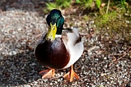 The Mallard, Wild Duck