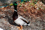 The Mallard, Wild Duck