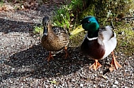 The Mallard, Wild Duck