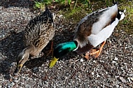 The Mallard, Wild Duck