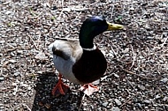 The Mallard, Wild Duck