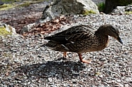 The Mallard, Wild Duck