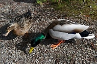 The Mallard, Wild Duck