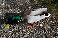 The Mallard, Wild Duck