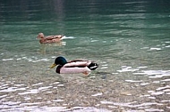 The Mallard, Wild Duck