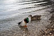 The Mallard, Wild Duck