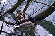 The Mallard, Wild Duck