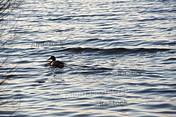 The Mallard, Wild Duck