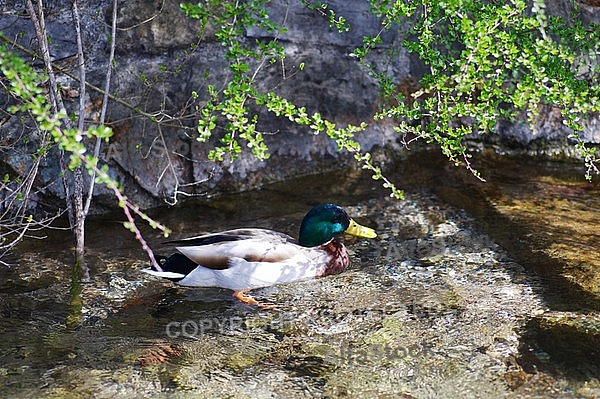 The Mallard, Wild Duck