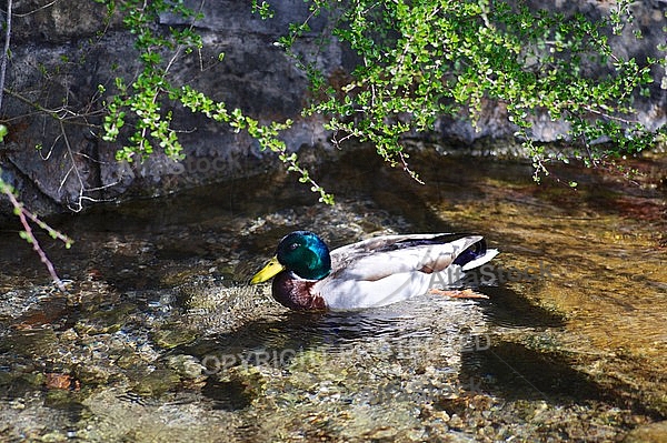 The Mallard, Wild Duck