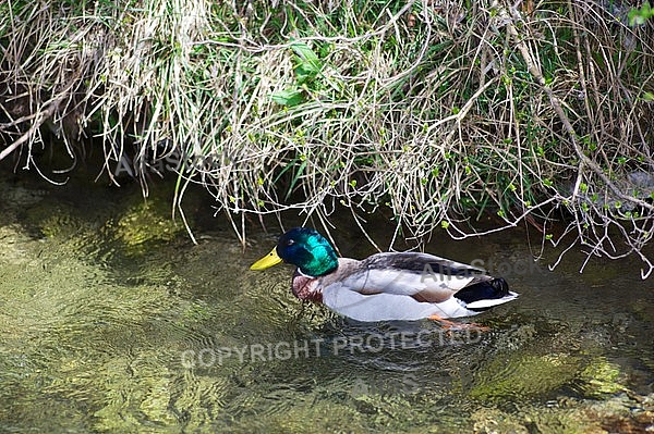 The Mallard, Wild Duck