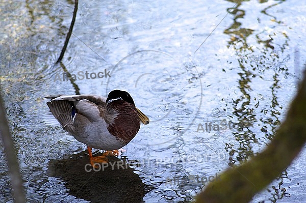 The Mallard, Wild Duck