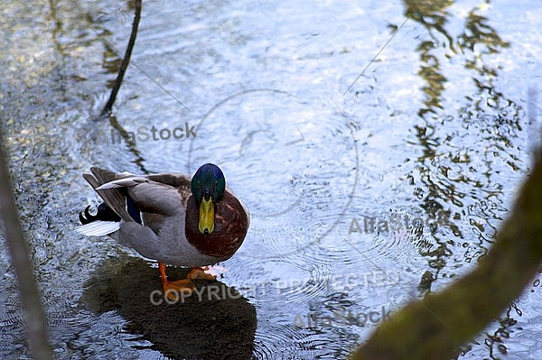 The Mallard, Wild Duck