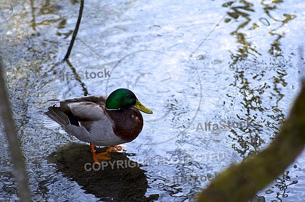 The Mallard, Wild Duck