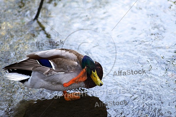 The Mallard, Wild Duck