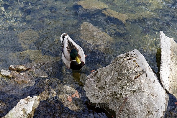 The Mallard, Wild Duck