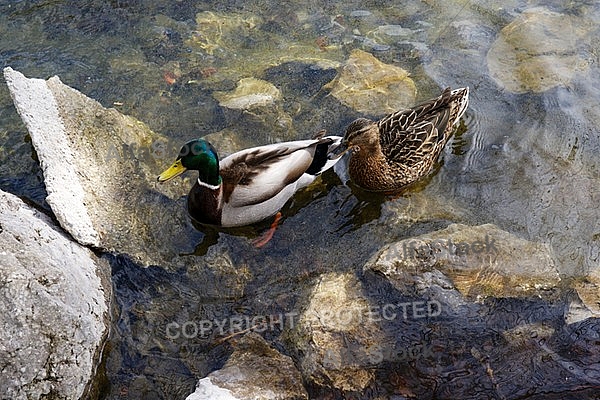 The Mallard, Wild Duck