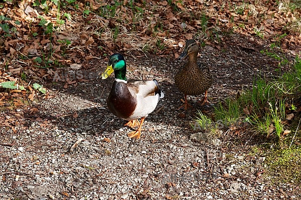 The Mallard, Wild Duck