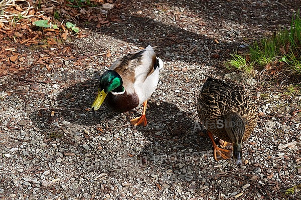 The Mallard, Wild Duck