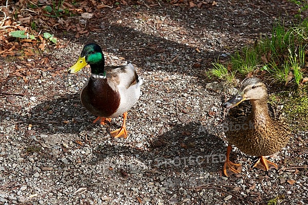 The Mallard, Wild Duck