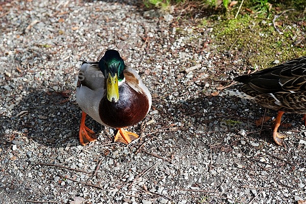 The Mallard, Wild Duck