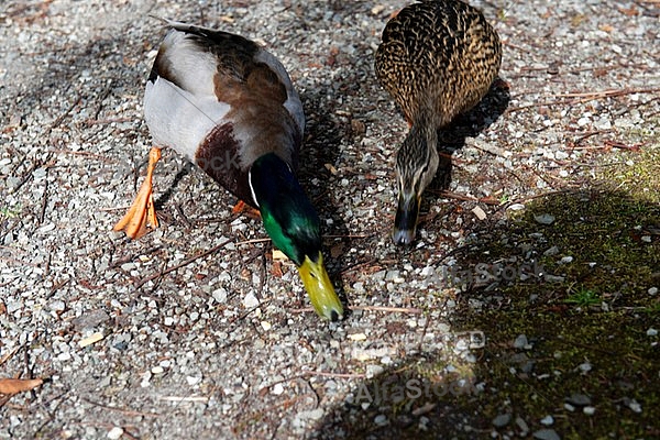 The Mallard, Wild Duck