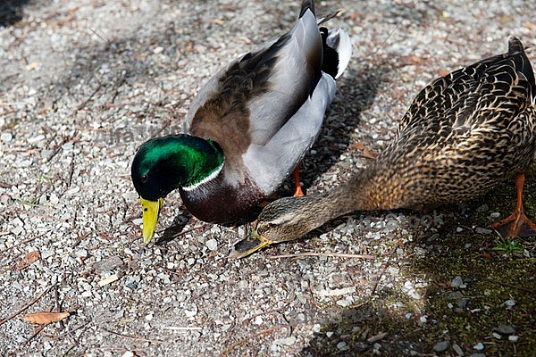 The Mallard, Wild Duck