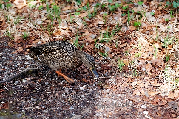 The Mallard, Wild Duck