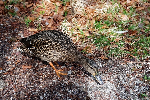 The Mallard, Wild Duck