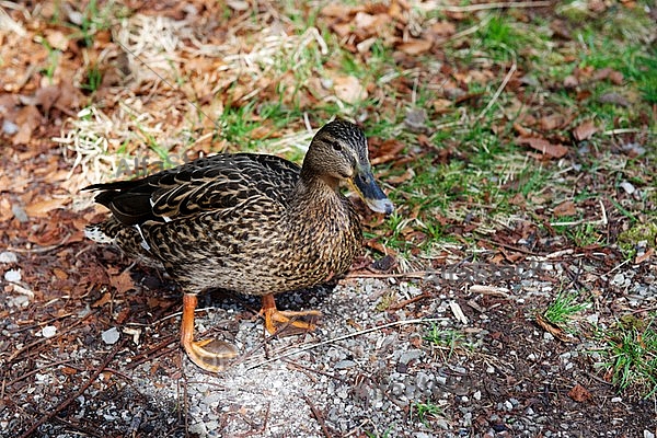 The Mallard, Wild Duck