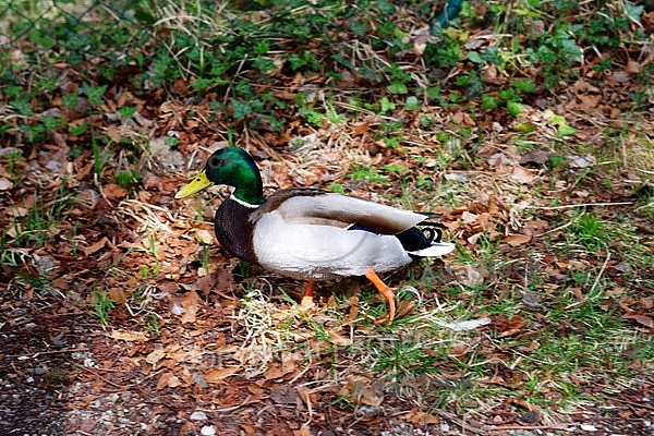 The Mallard, Wild Duck