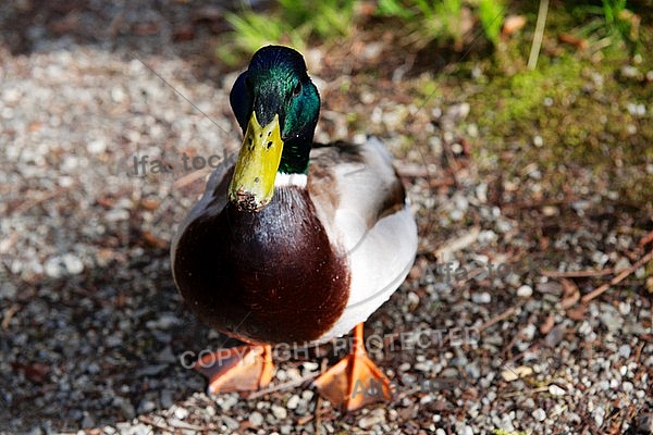 The Mallard, Wild Duck