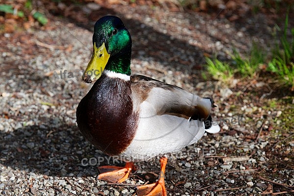 The Mallard, Wild Duck